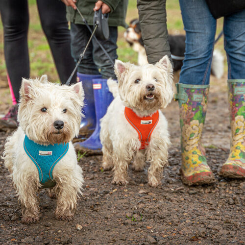 Shepherd Neame Bring your dog and support Kent Wildlife Trust