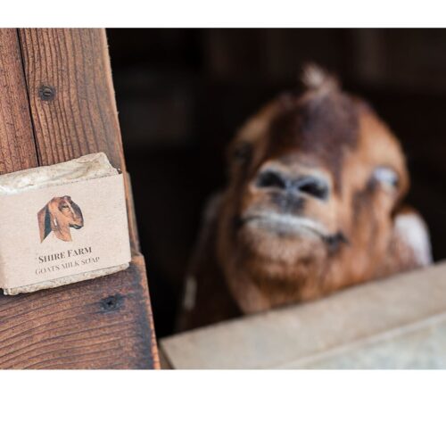 Shire Farm Soap and Goat