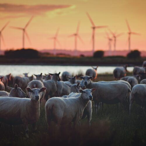 Showcasing sustainability