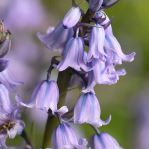 Silverhand Bluebells 30012024 1457