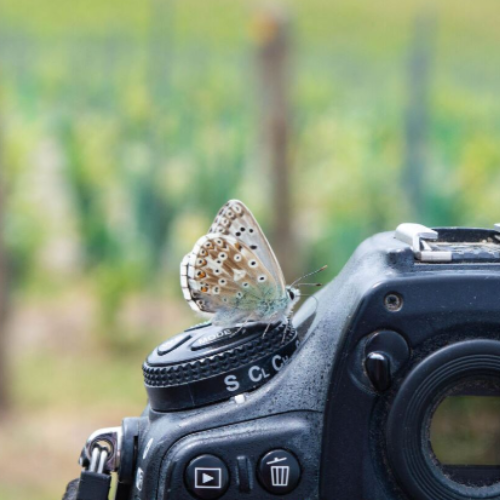 Silverhand Butterfly 01022024 1042