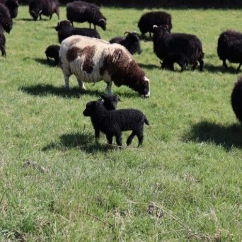 Silverhand Lambing Event Image