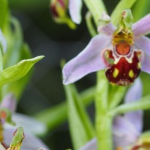 Silverhand Orchid walk