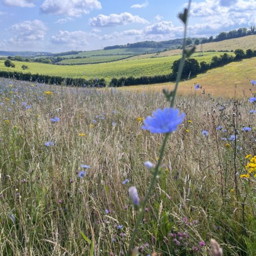 Silverhand Wildflowers