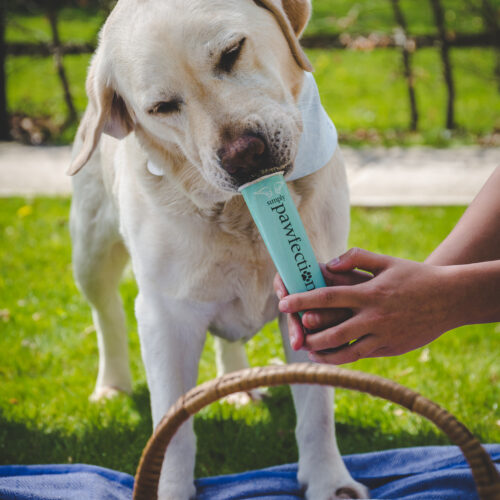 Simply Pawfection Editorial 6