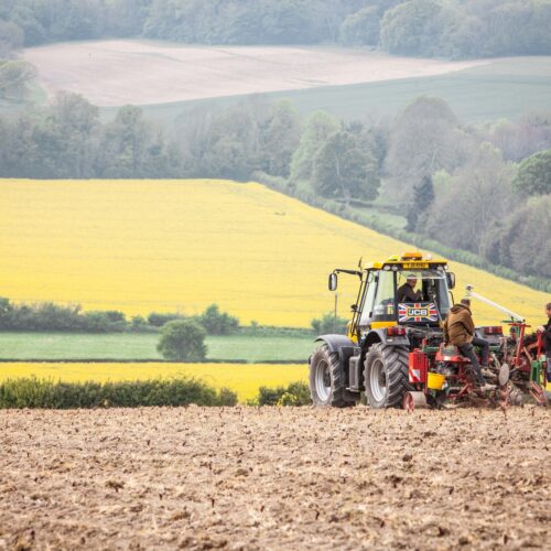 Simpsons May22 Plantation 1