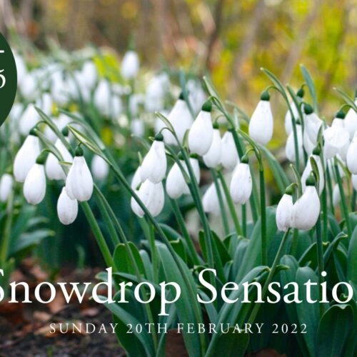 Snowdrop Sensation 2022