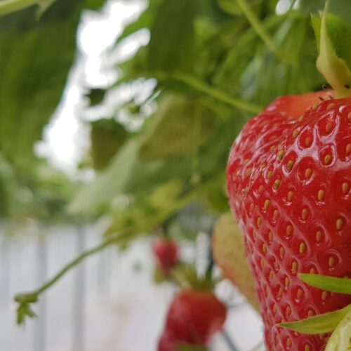South East River Trust Strawberries
