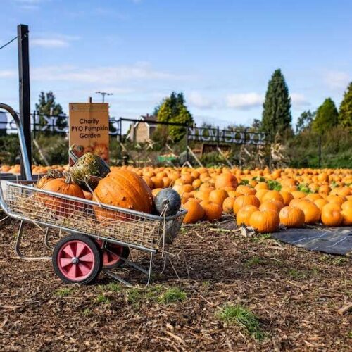 Spadework Pumkin patch 023