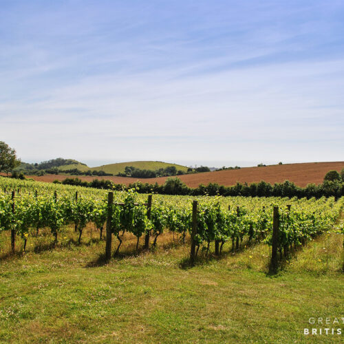 Terlingham Vineyard 1