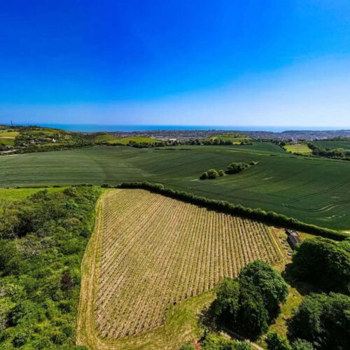 Terlingham Vineyard aerial shot