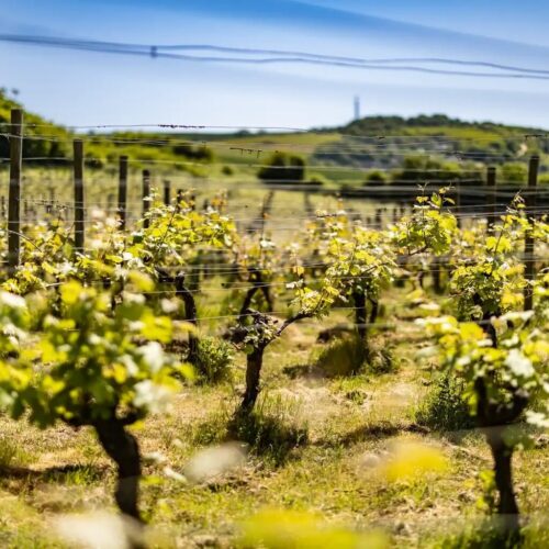 Terlingham vines in sunshine