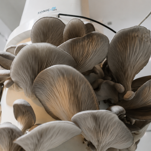 The Foundry mushrooms