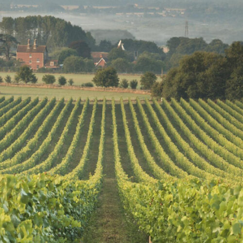 The Pig Wine Tasting