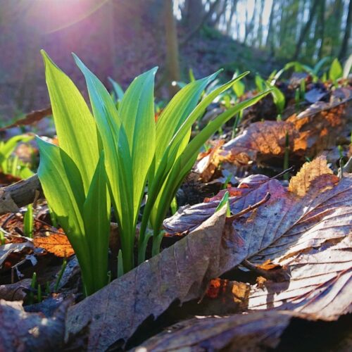 The Potato Shop Wild Garlic 2020 2 scaled