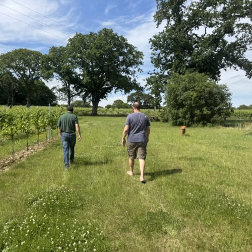 White Horse Wine Tours Warehorne tour from behind plus dog