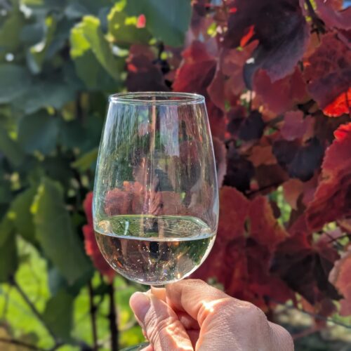 White horse wine tours glass and vines in sun