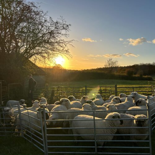 White rocks farm sheep