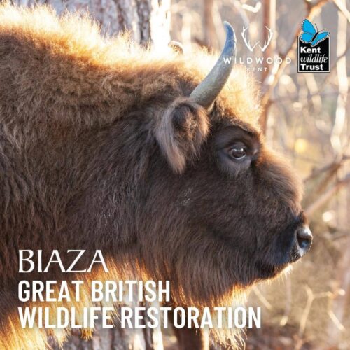 Wildwood Biaza Award Nomination