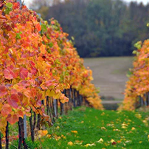 Wine Tours of Kent Winter Vines