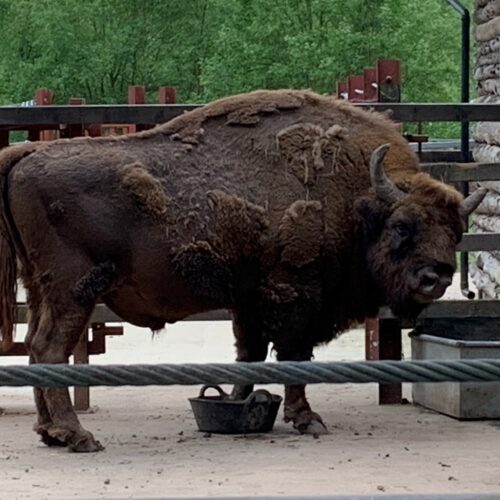 Bison