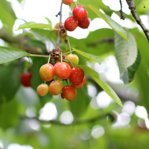 Brogdale collections cherries
