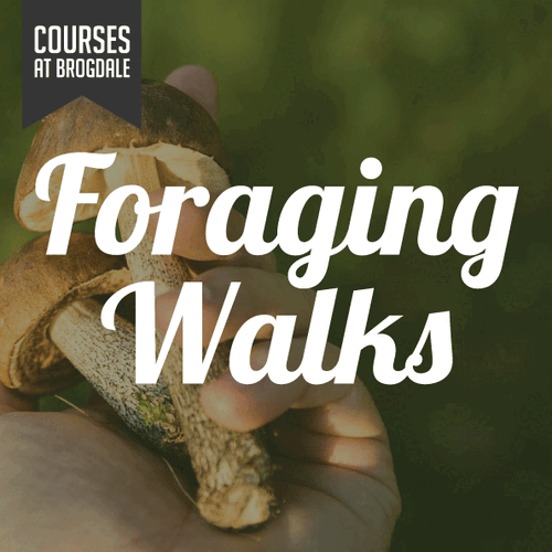 Foraging walks