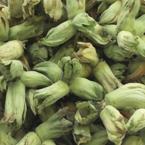Potash green cobnuts