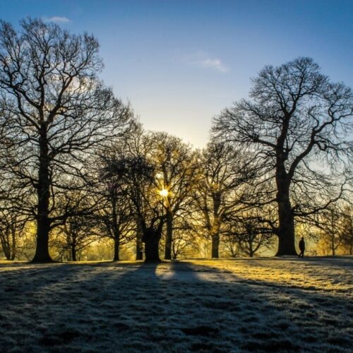 Stepstone autumnal trees sunrise Custom