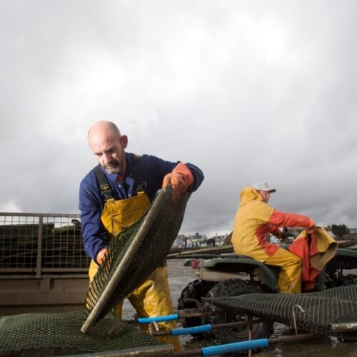 Whitstable oyster co