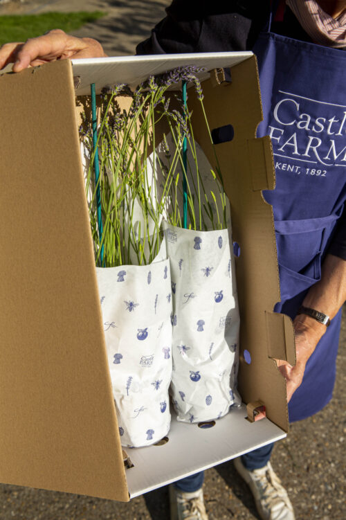 Caslte Farm Lavender 233 9856