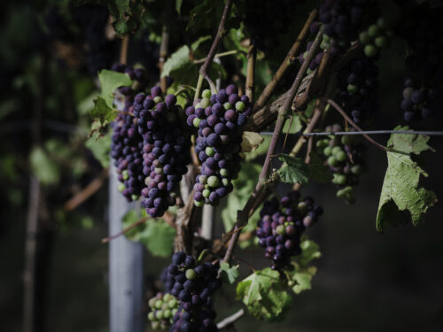 Produced in Kent Warehorne Vineyard Event Photography 0020