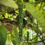 Little Big Flavour Kits Spices Growing