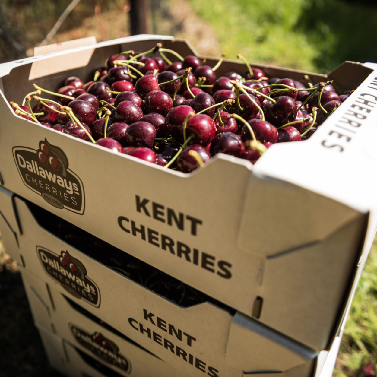 Dallaways Cherries Produced in Kent