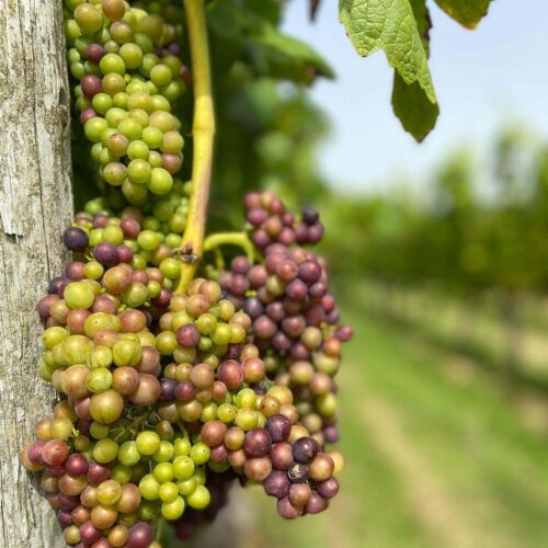 Brissenden Grapes two colours