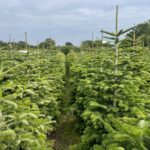 Nordman 56 and 7ft plantation