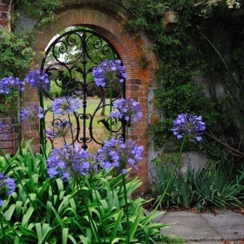 Hole Park purple plant