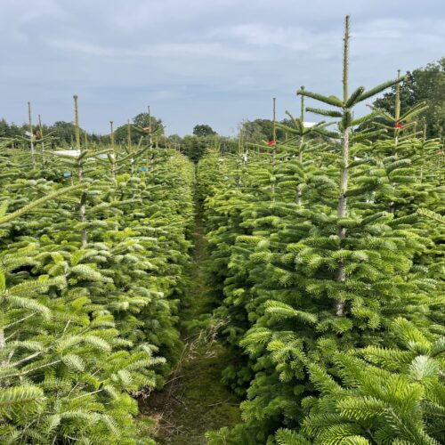 Nordman 56 and 7ft plantation