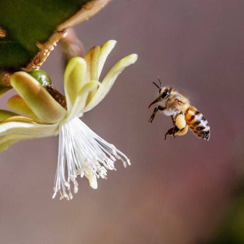 Nichols Nectar Bee in flight