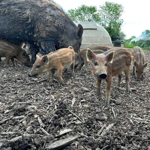 Orchard Hill Farm wild boar 01