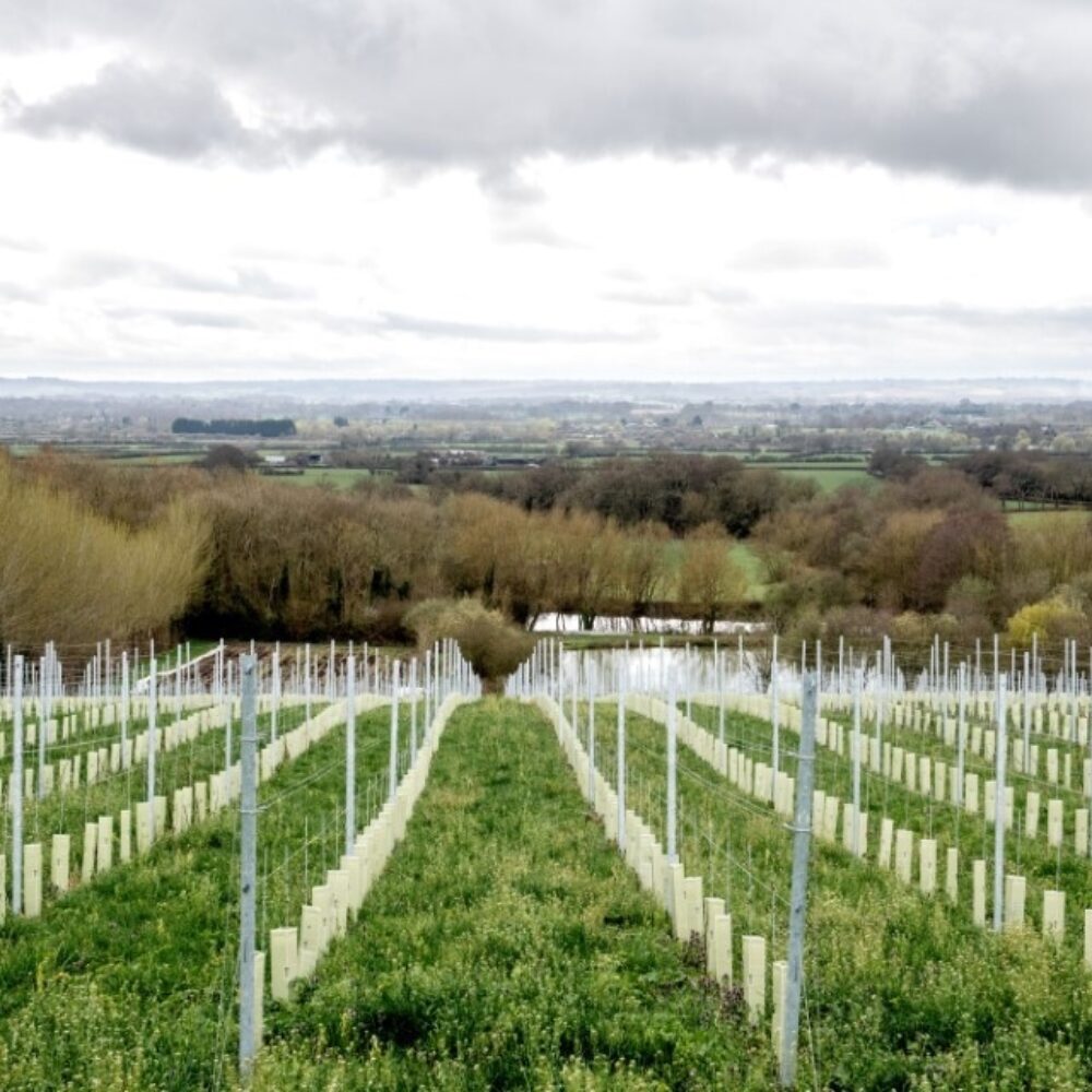 Ragstone Ridge Ragstone Ridge - Produced in Kent