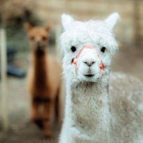 Reuthes Alpaca